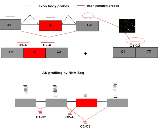 Figure  6:  Methods  to  quantify  alternative  splicing  events.  (Top)  Microarray  design  to  identify  cassette  exon  inclusion