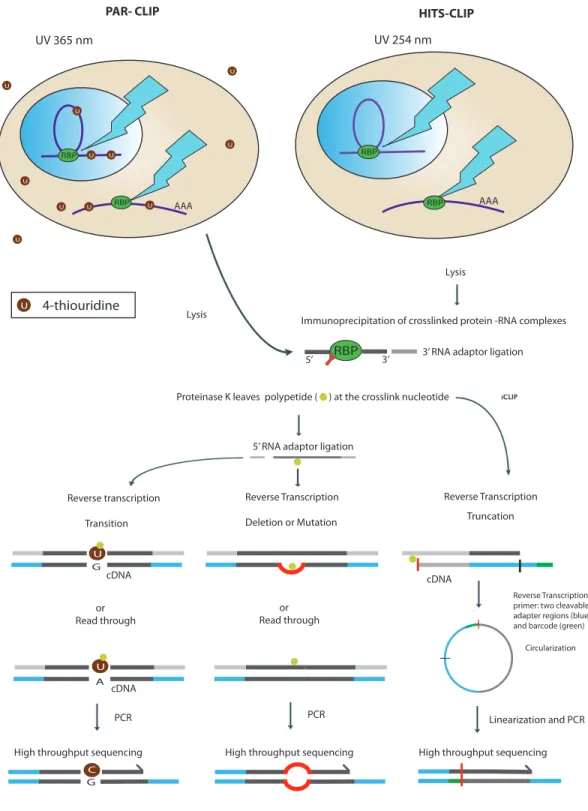 Figure 7: Schematic representation of UV-CLIP and its variants. In PAR-CLIP, cells  are  grown  in  media  with  4-thiouridine  (4SU)  that  is  incorporated  in  the  elongating  transcript