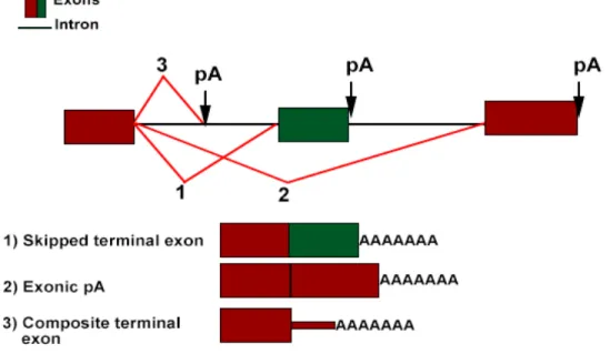 Figure 8: Illustration of polyadenylation events in introns. In pattern 1, skipped terminal  exon results due to splicing within the intron and leads to the inclusion of a hidden exonic  pA (green), Pattern 2 is usually the most predominant isoform and occ