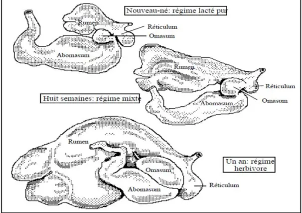 Figure 1-1 : Développement du système digestif du jeune ruminant (Ruckebusch et al., 1991) 
