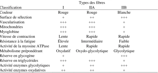 Tableau  1-1  :  Caractéristiques  des  principaux types  de  fibres  du  muscle  squelettique  Adapté  de  Jurie et Listrat (2010) 