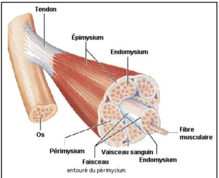Figure 1-3 : Structure d’un muscle strié ( Marieb et Laurendeau, 1993)