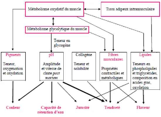 Figure  1-5  :  Relation  entre  le  métabolisme  énergétique  musculaire  et  les  caractéristiques  musculaires déterminant la qualité de la viande  (Hocquette et al