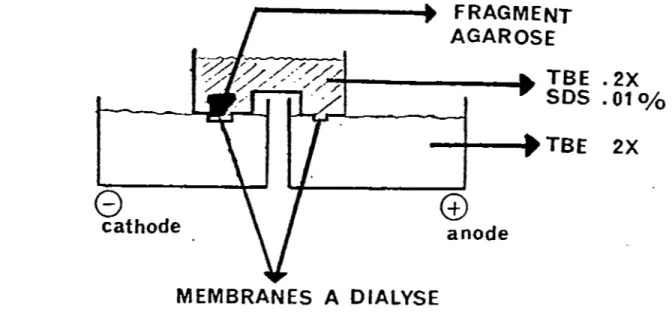 Figure 1.  Montage utilisé pour 1 1  électroélution d'un fragment  d'ADN  dans  une  microcuvette