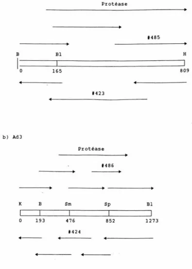Figure  4.  Localisation  des  segments  d'ADN  séquencés  par  rapport  aux  gènes  des  protéases  de  Ad12  (a)  et  de  Ad3  (b) 