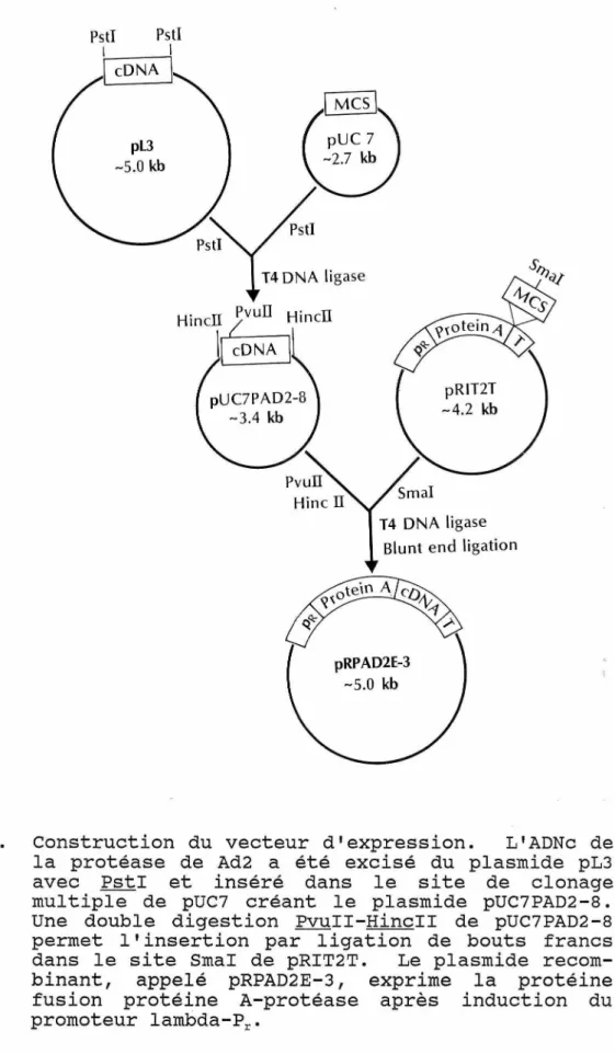 Figure  8.  Construction  du  vecteur  d'expression.  L'ADNc  de  la  protéase  de  Ad2  a  été  excisé  du  plasmide  pL3  avec  PstI  et  insere  dans  le  site  de  clonage  multiple  de  pUC7  créant  le  plasmide  pUC7PAD2-8