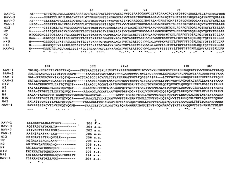 Figure 2: Ali~ement des séquences de protéases adénovirales, humaine  (H),  canine (Can), rnurin  (Mav),  bovin (Bav) et de l'avian (Aav)