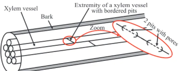 FIG. 1. (Color online) Schema of microfluidics plant networks. The pit field is at the end of the xylem vessel.