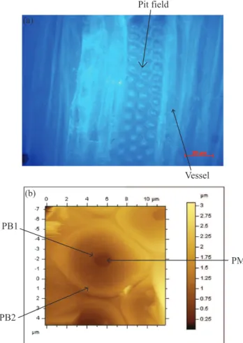 FIG. 4. Silicone micromolding of Populus pits at 1P = 2.2 MPa observed by SEM.