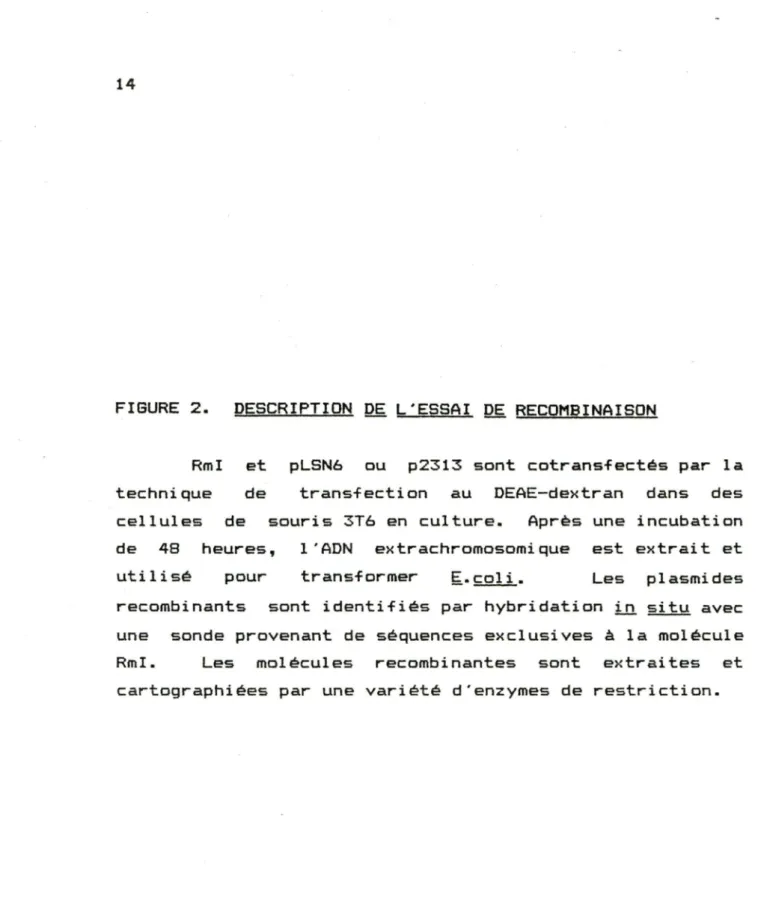 FIGURE  2.  DESCRIPTION  DE  L'ESSAI  DE  RECOMBINAISON 