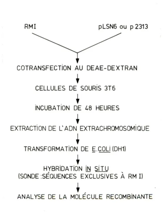 Figure  2  RMI  pLSN6  ou  p 2313  COTRANSFECTION  AU  DEAE-DEXTRAN  •  CELLULES  DE  SOURIS  3T6  