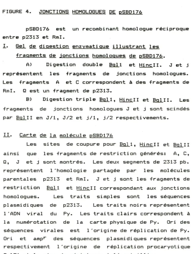FIGURE  4.  JONCTIONS  HOMOLOGUES  DE  pSBD176 