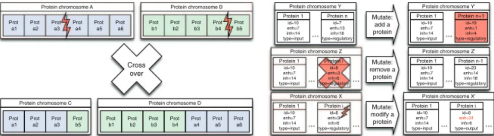 Fig. 6 Crossover and mutation operators applied to the protein chromosome. A crossover (on the left- left-hand side) can only occur between two proteins and a mutation (on the right-left-hand side) consists of adding, removing or changing a protein