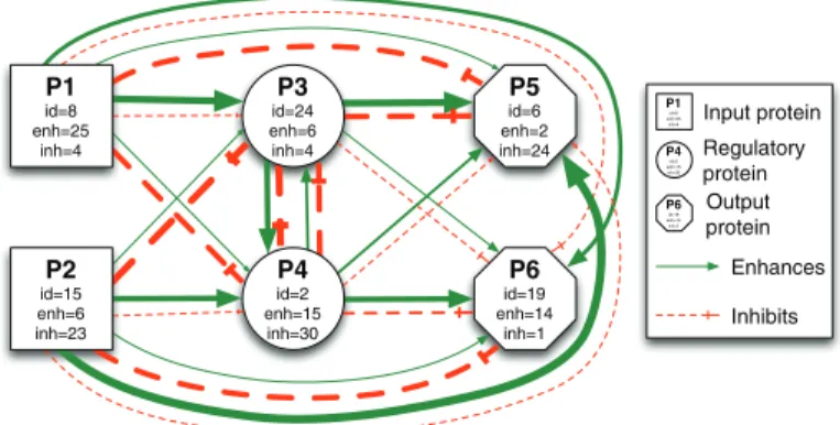 Fig. 2 Graphical representation of a GRN: the nodes are the proteins and the edges represents the enhancing and inhibiting affinity between two proteins