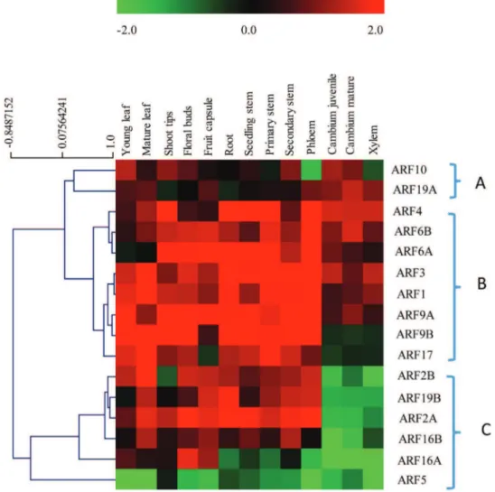 Figure 3. Expression profiles of 16 EgrARF genes in various organs and tissues. The heat map was constructed by using the relative expression values determined by qRT-PCR of 16 EgrARF genes (indicated on the right) in 13 tissues and organs (indicated at th