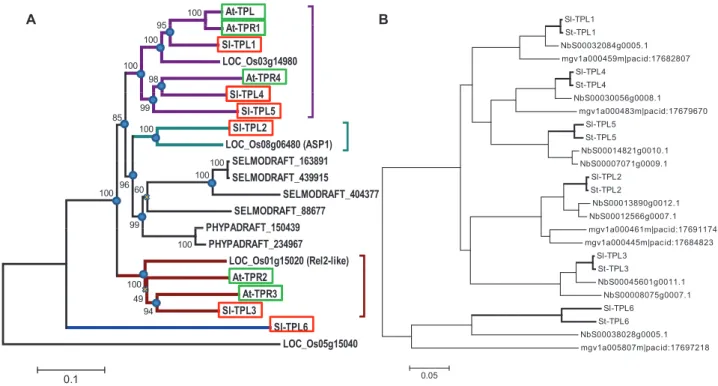 Fig. 3.  Phylogenetic trees of some plant and tomato TPL proteins. (A) Representative phylogenetic tree of TPL proteins from land  plants: moss (P. patens, PHYPADRAFT_xxx), lycophyte (Selaginella moellendorffii, SELMODRAFT_xxx), rice (LOC_Os-xxx), tomato  