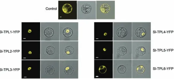 Fig. 4.  Subcellular localization of tomato TPL proteins. SlTPL–YFP fusion proteins were transiently expressed in BY-2 tobacco  protoplasts and subcellular localization was analysed by confocal laser-scanning microscopy