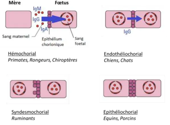 Figure 2 : Différents types de placentation chez l’Homme et les principaux animaux domestiques  (d’après Day &amp; Schultz, 2011) 