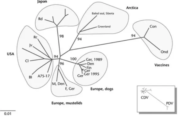 Figure 3: Arbre phylogénétique du CDV basé sur l’analyse de l’hémagglutinine  