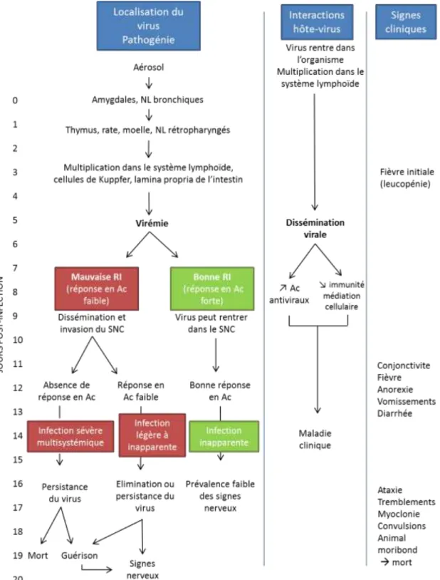 Figure 4: Schéma représentant la pathogénie de la maladie de Carré  (d’après Greene, 2006a)  Légende : RI = réponse immunitaire, Ac = anticorps, NL= nœuds lymphatiques, SNC = système 