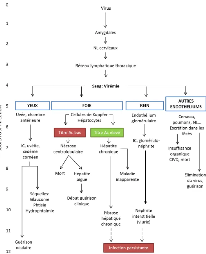 Figure 7: Schéma de la pathogénie de l’hépatite infectieuse canine (d’après Greene, 2006b)