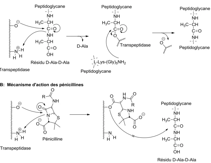 Figure I.5. Effet des β-lactames sur la biosynthèse de peptidoglycane. 11