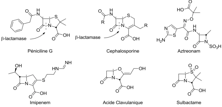 Figure I.6. Diversité structurale parmi les β-lactames 11, 38