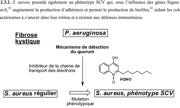 Figure I.11. Effet du N-oxyde de 2-n-heptyl-4-hydroxyquinolone sur l’équilibre entre les phénotypes  régulier et SCV de S