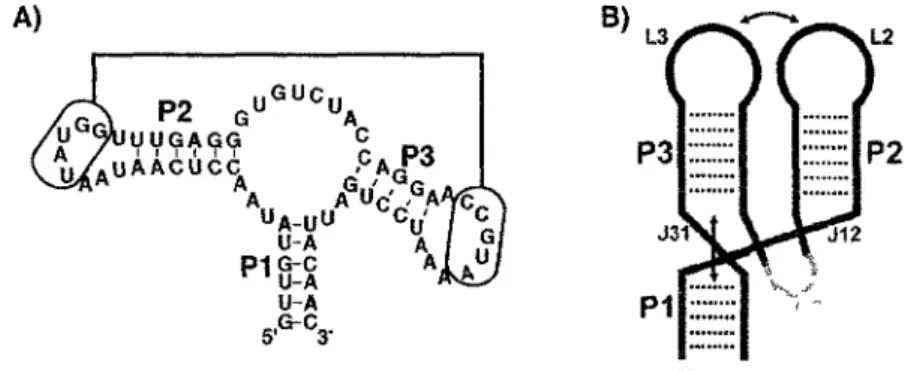 Figure 4. Interaction boucle-boucle (exemple d'une jonction à trois voies). (A)  Structure secondaire du riborégulateur adénine