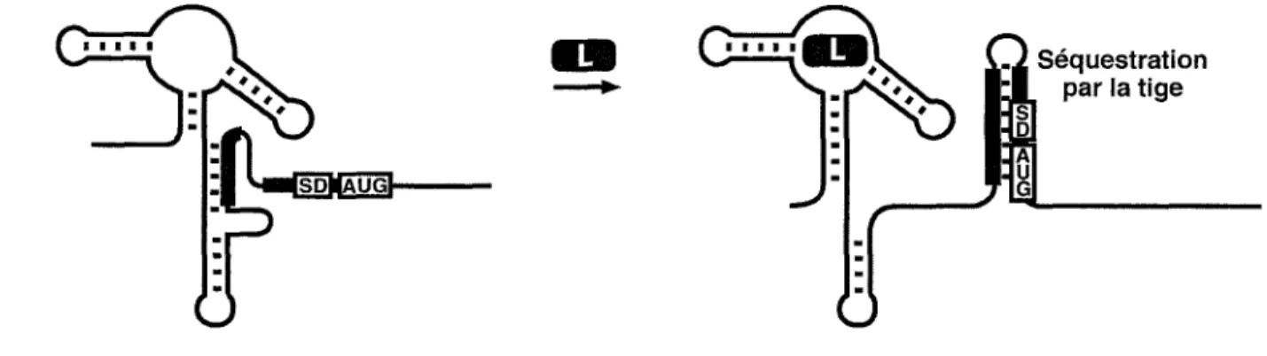 Figure 8. Contrôle de l'initiation de la traduction par un riborégulateur. La  liaison du ligand (L) permet la formation d'une tige qui séquestre la  séquence SD et le codon d'initiation de la traduction AUG