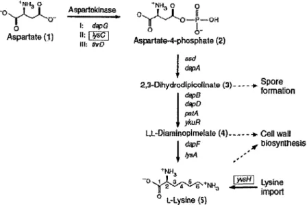 Figure 10. Synthèse de la lysine chez B. subtilis. Les gènes codant pour les  enzymes impliquées sont indiqués