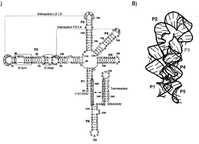 Figure 11. Structures secondaire et tertiaire du riborégulateur lysine. (A)  Séquence et structure secondaire du riborégulateur lysine lysC de B