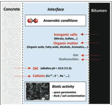 Fig. 1. Schematic representation of the physicochemical conditions at the concretee bitumen interface in the disposal cells.