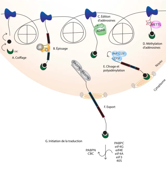 Figure 1.1 -  Les étapes de maturation  de  l’ARNm  et son export au  cytoplasme. 