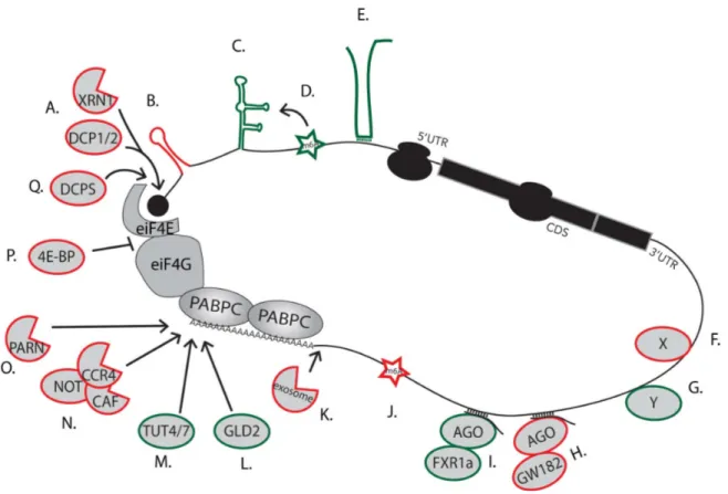 Figure 1.2 -  Facteurs affectant la stabilité et/ou la traduction des ARNm  chez les eucaryotes