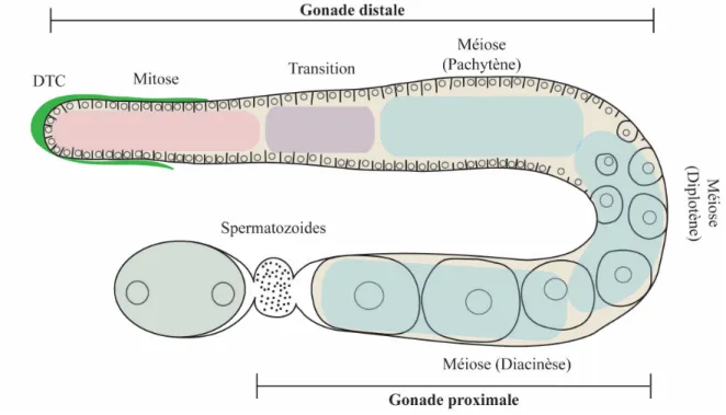 Figure 1.6 - La lignée germinale de C. elegans. 