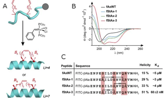 Figure 14 : Résultats du groupe de Verdine sur l’inhibition du complexe β-catéine/TCF4 à l’aide de  peptides agrafés en hélices α