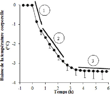 Figure 2 : Evolution de l'hypothermie per-anesthésique en trois phases. La phase 1 est la phase de  redistribution, la phase 2 est la phase linéaire et la phase 3 est la phase de plateau (d'après SESSLER) 47