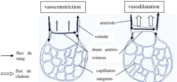 Figure 3 : Rôle des shunts artério-veineux de la microcirculation de la peau dans la thermorégulation :  lorsque les shunts sont en vasoconstriction il y a peu de transfert de chaleur du sang vers l'extérieur  permettant d'avoir un gradient de température 