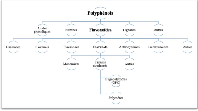 Figure  1.  Classification  des  polyphénols  selon  leur  structure  chimique.  (Adaptée  de  http://www.opc-1-2-3.com/polyphenol-classification.html) 