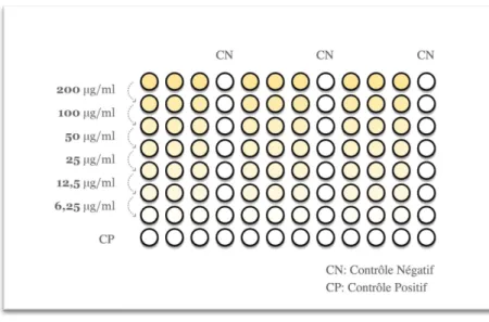 Figure 4. Représentation schématisée des dilutions en microplaque à 96 puits. 