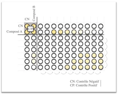 Figure 5. Représentation schématisée des microplaques à 96 puits pour l’analyse des  synergies selon la méthode en damier