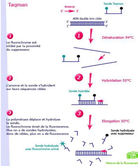 Figure 6 : principe de l’hybridation d’une sonde Taqman.  http://www.ilm.pf/PCRtempsreel 