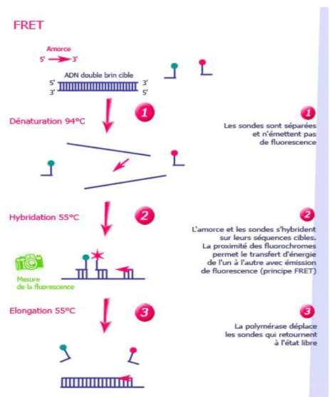 Figure 7 : principe d’hybridation d’une sonde FRET  http://www.ilm.pf/PCRtempsreel 