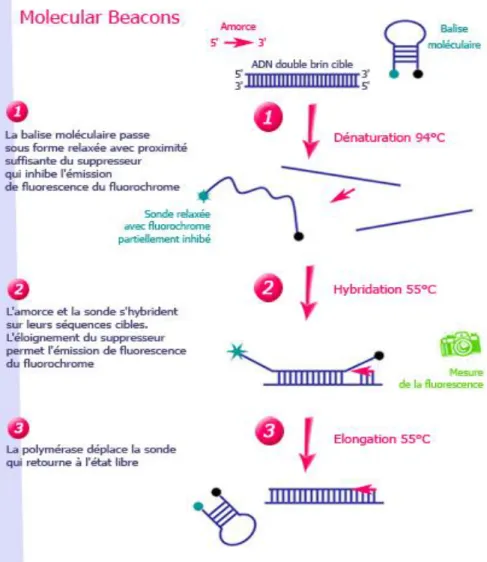 Figure 8 : principe de l’hybridation d’une sonde Molecular Beacons  http://www.ilm.pf/PCRtempsreel 