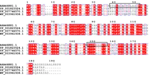 Fig. 5 Alignment of S. algeriensis ActB (NCBI reference sequence: AHA46881.1) with other acyltransferases in species already known as dithiolopyrrolone producers; Streptomyces griseus subsp