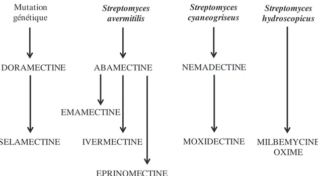Figure 1 : Filiation shématique des lactones macrcoycliques anthelmintiques (LMs) : des  bactéries du sol aux produitx thérapeutiques 