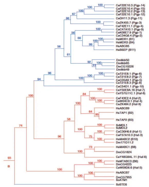Figure  8 :  Arbre  phylogénétique  des transporteurs  ABCB  dans  4 génomes  eucaryotes :  Homo  sapiens  (Hs),  Caenorhabditis  elegans  (Ce),  Drosophila  melanogaster  (Dm)  et  Saccaromyces  cerevisae  (Sc)