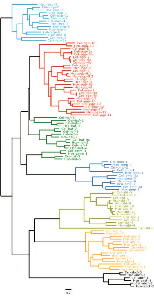 Figure 9 : Arbre phylogénétique des transporteurs ABC des génomes de C. elegans (Cel)  et de H
