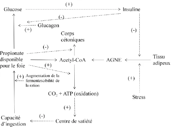 Figure  3 : Mécanismes de  régulation de  la capacité d'ingestion selon  la théorie de l'oxydation hépatique (Allen et al